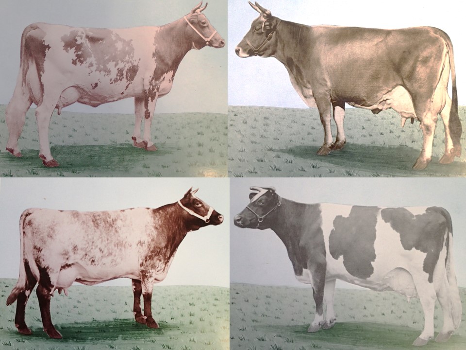 Breeds have changed over time due to selection for animals that produced more milk, had fewer issues related to feet and legs, and could consume more feed. These cattle 60-70 years later would be considered poor representatives of their breeds.