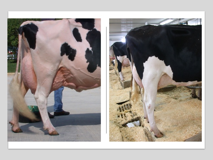 The cow on the left is low in the heel and slightly sickle hocked. The cow on the right is post legged. Both cows are functional, but these are characteristics to evaluate as weaknesses in the rear legs