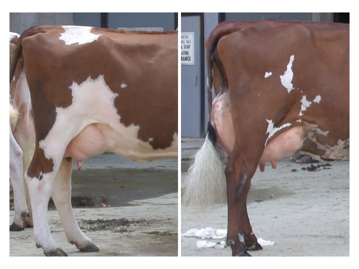 The cow on the left shows extremely weak pasterns for an animal this age. In contrast the cow on the right is much straighter and stronger in the pasterns.