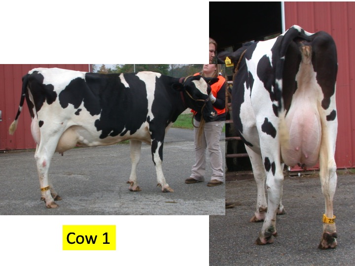 Evaluate this cow compared to the next 3 animals in the class