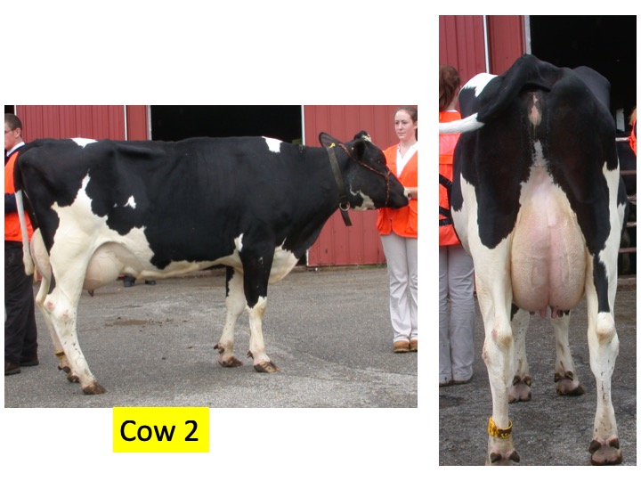 Evaluate this cow compared to the other 3 cows in the class.
