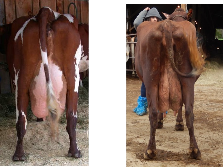 Like the last pair of cow udders, consider the cow on the left to be cow 1 and the cow on the right to be cow 2. Now evaluate both animals and develop a few reasons why one cow would place over the other just based on rear udder traits.