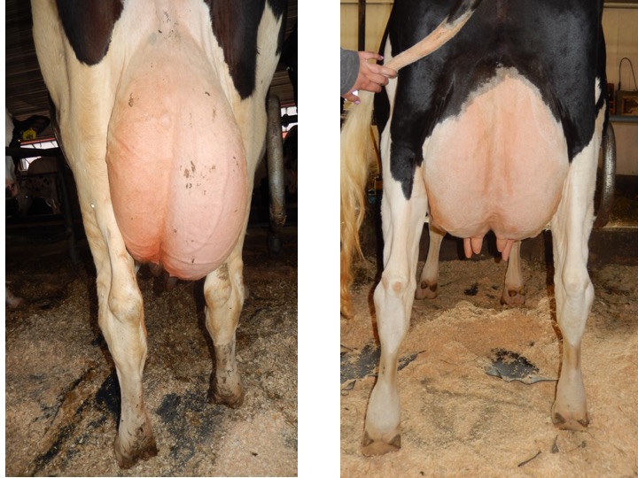 Here are two Holstein cows, evaluate their rear udders, and provide a short set of reasons why you placed them the way you did.