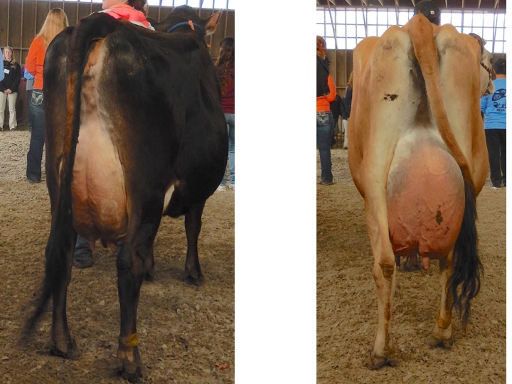 Again use these two udders for practicing both judging and developing simple reasons. Cow 1 is on the left and cow 2 is on the right.