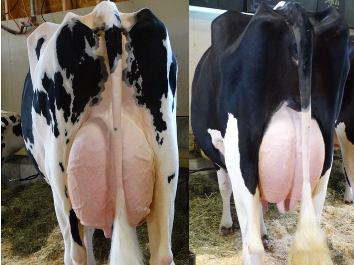 These two Holstein cows were on their way into the showring at a regional fair. The quality of these two udders is higher and will be more challenging to evaluate. However, look them over, and decide on a few reasons why you placed them a certain way.