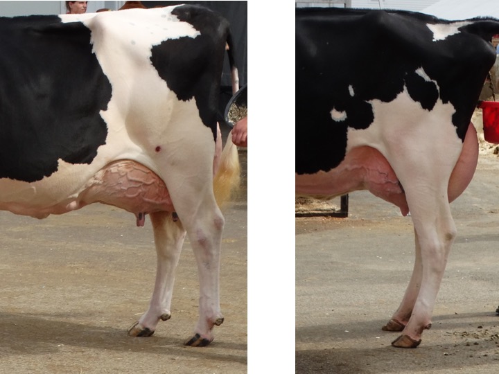 Evaluate these two Holstein udders, again from higher quality animals and develop some reasons as to why they should place a certain way.