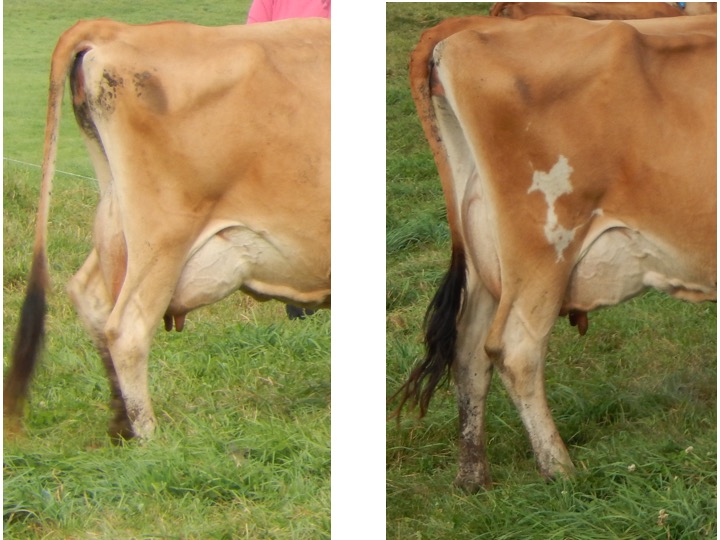 With these two cows please evaluate and develop reasons for placing these two cows based on both a side view of the udder and their rear legs as viewed from the side.
