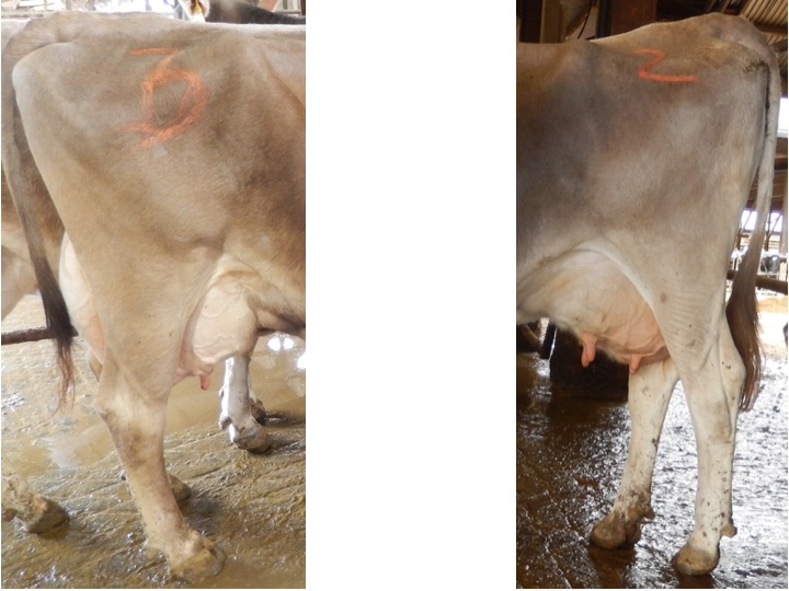 Now the example is more challenging. Please evaluate 3 different body parts. The udder with only a side view, the rear legs and feet, as well as the rump angle on these cows. Take more time, look at the PDCA Unified Scorecard and place the pair of animals. Again the cow on the left is cow 1, the cow on the right is cow 2. Now justify your placing by writing some positive reasons as to why one cow ought to place over the other, with a single fault for why the other cow is below her.