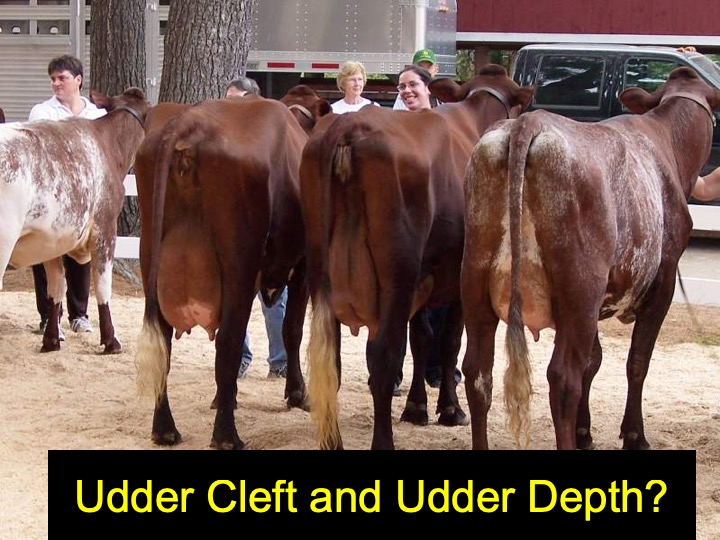 This group of cows shows the tremendous variation that can be found in the shape and attachment of the udder, as well as teat size and placement.