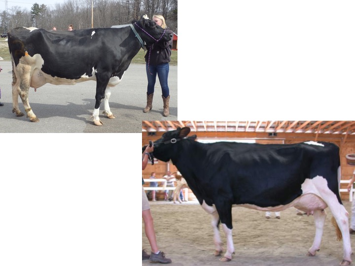Please evaluate and place these two Holstein cows. Call the cow on the left cow 1 and the one on the right cow 2.