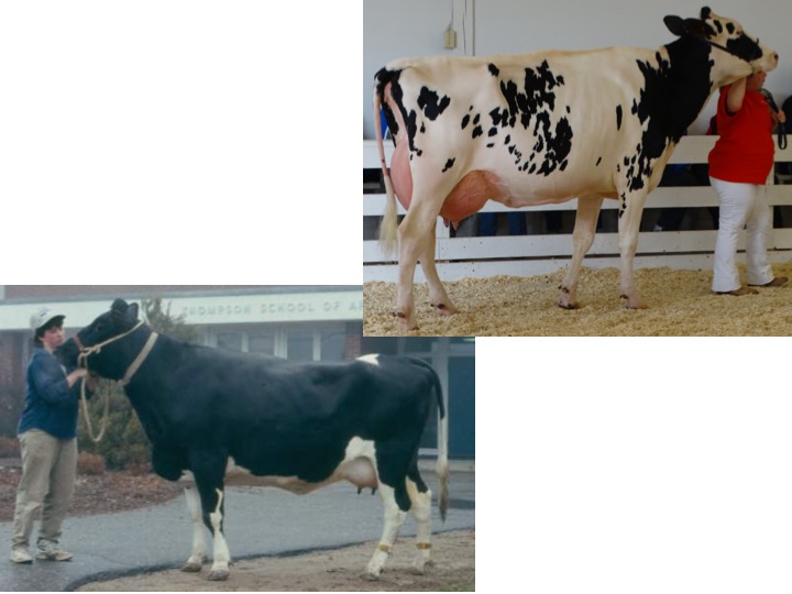 These two cows differ significantly in the category of frame, what terms could be used to describe each cow?