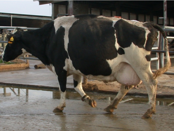 This cow is on a commericial dairy farm, but displays tremendous strength combined with angularity.