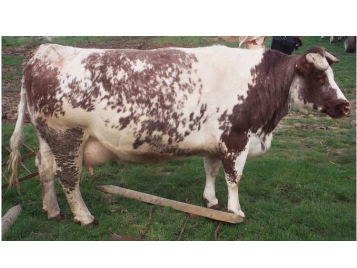 This is a very masculine looking cow, who is carrying too much flesh and is much too thick about the head and neck.