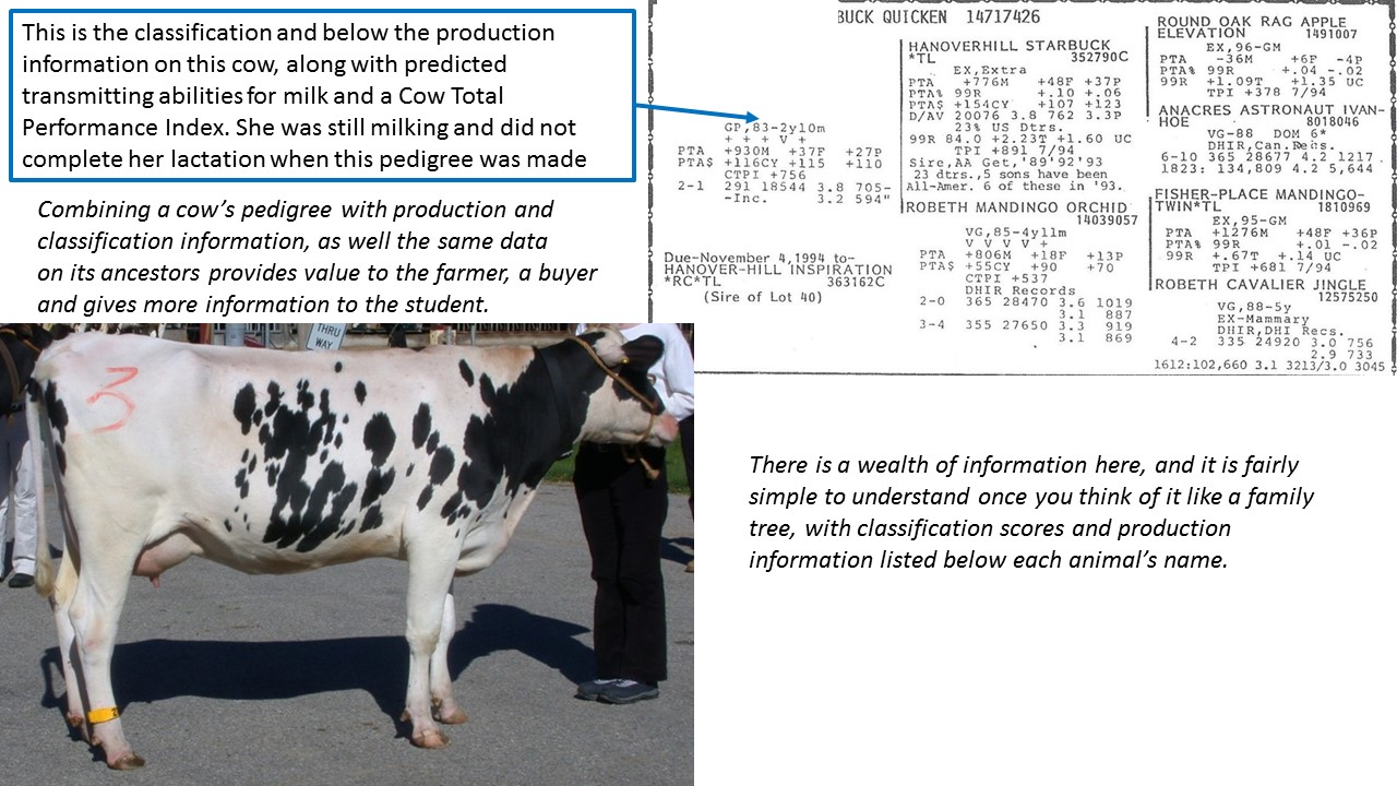 Here is a description of some of the data that are available on a cow pedigree