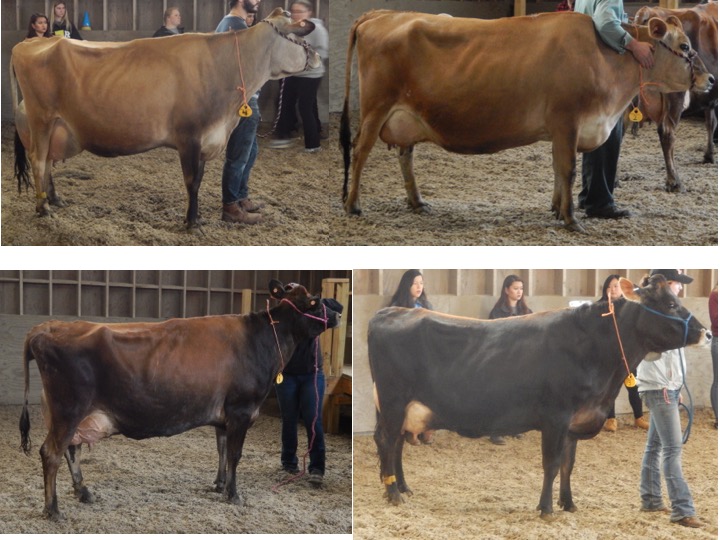This is a practice class of Jersey Cows from a contest in Rhode Island. The cows were 3-4 year olds.
