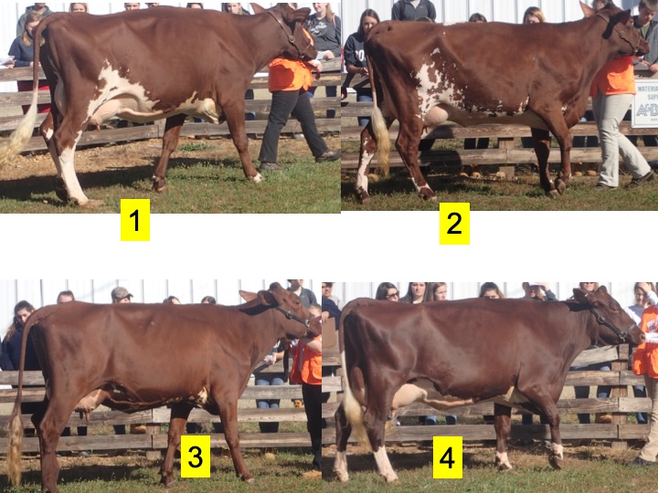 This is another practice class of Milking Shorthorn 3 year olds. Use this image and the one below to place the class and generate a set of reasons.
