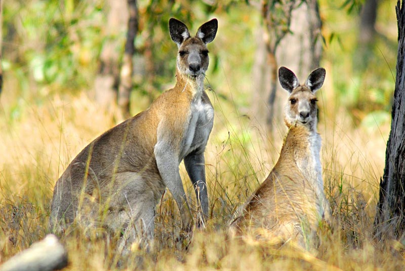 Eastern Grey Kangaroos at Yourka Reserve, Qld. Photo Wayne Lawler/EcoPix