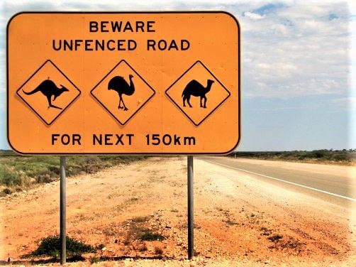 Driving Amongst Wildlife. (The Land Down Under 'Tips to Avoid wildlife Collisions in Australia' n.d.)