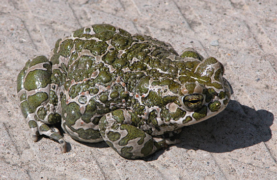 Figure 1.10. A toad represents a highly organized structure consisting of cells, tissues, organs, and organ systems. (credit: “Ivengo”/Wikimedia Commons)