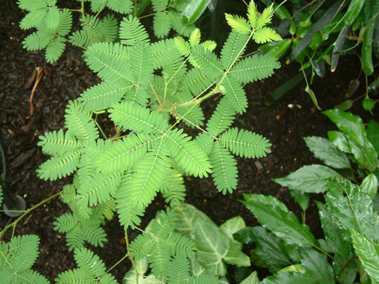Figure 1.11. The leaves of this sensitive plant (Mimosa pudica) will instantly droop and fold when touched. After a few minutes, the plant returns to normal. (credit: Alex Lomas)