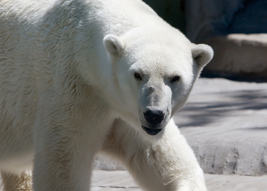 Figure 1.13 Polar bears (Ursus maritimus) and other mammals living in ice-covered regions maintain their body temperature by generating heat and reducing heat loss through thick fur and a dense layer of fat under their skin. (credit: “longhorndave”/Flickr)