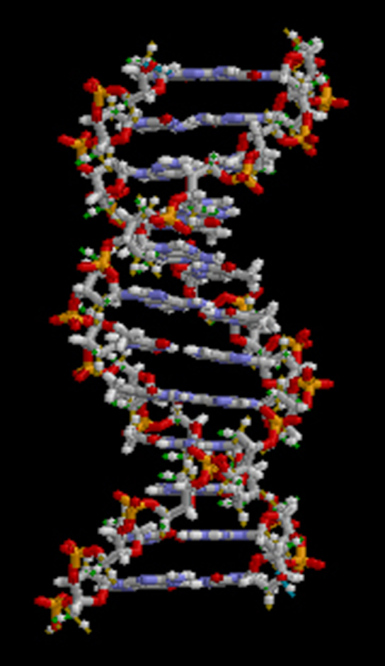 Figure 1.15. All molecules, including this DNA molecule, are composed of atoms. (credit: “brian0918”/Wikimedia Commons)
