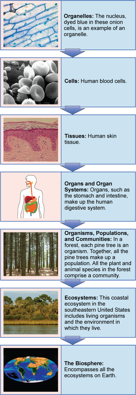 Figure 1.16. The biological levels of organization of living things are shown. From a single organelle to the entire biosphere, living organisms are parts of a highly structured hierarchy. (credit “organelles”: modification of work by Umberto Salvagnin; credit “cells”: modification of work by Bruce Wetzel, Harry Schaefer/ National Cancer Institute; credit “tissues”: modification of work by Kilbad; Fama Clamosa; Mikael Häggström; credit “organs”: modification of work by Mariana Ruiz Villareal; credit “organisms”: modification of work by “Crystal”/Flickr; credit “ecosystems”: modification of work by US Fish and Wildlife Service Headquarters; credit “biosphere”: modification of work by NASA)