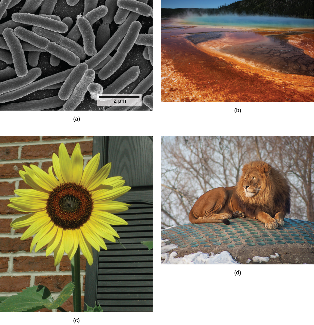 Figure 1.18.  These images represent different domains. The (a) bacteria in this micrograph belong to Domain Bacteria, while the (b) extremophiles (not visible) living in this hot vent belong to Domain Archaea. Both the (c) sunflower and (d) lion are part of Domain Eukarya. (credit a: modification of work by Drew March; credit b: modification of work by Steve Jurvetson; credit c: modification of work by Michael Arrighi; credit d: modification of work by Leszek Leszcynski)