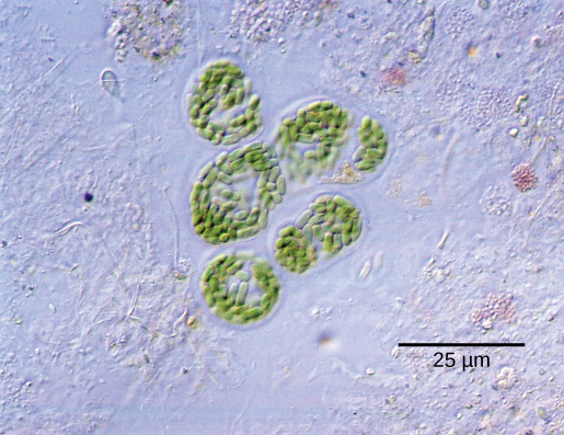 Figure 1.2.  Formerly called blue-green algae, these (a) cyanobacteria, shown here at 300x magnification under a light microscope, are some of Earth’s oldest life forms. credit a: modification of work by NASA
