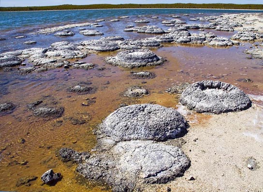 These (b) stromatolites along the shores of Lake Thetis in Western Australia are ancient structures formed by the layering of cyanobacteria in shallow waters. credit b: modification of work by Ruth Ellison
