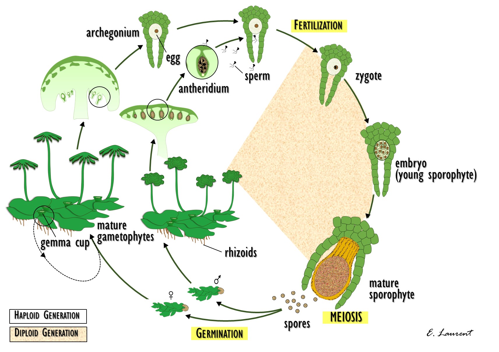 Liverwort life cycle | OER Commons