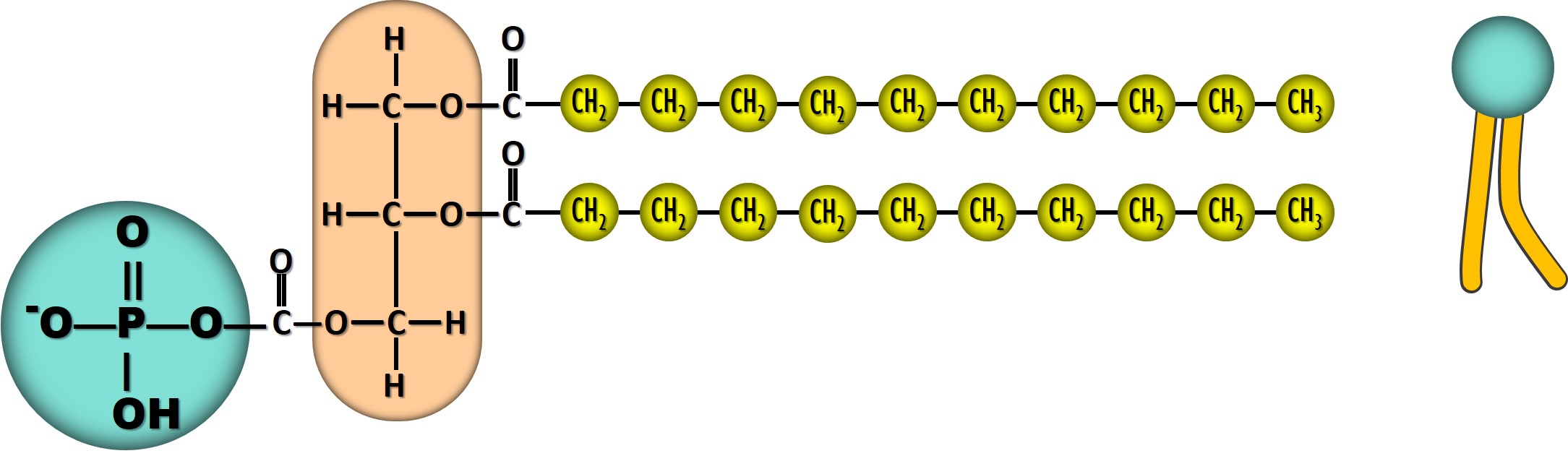 Phospholipid molecule