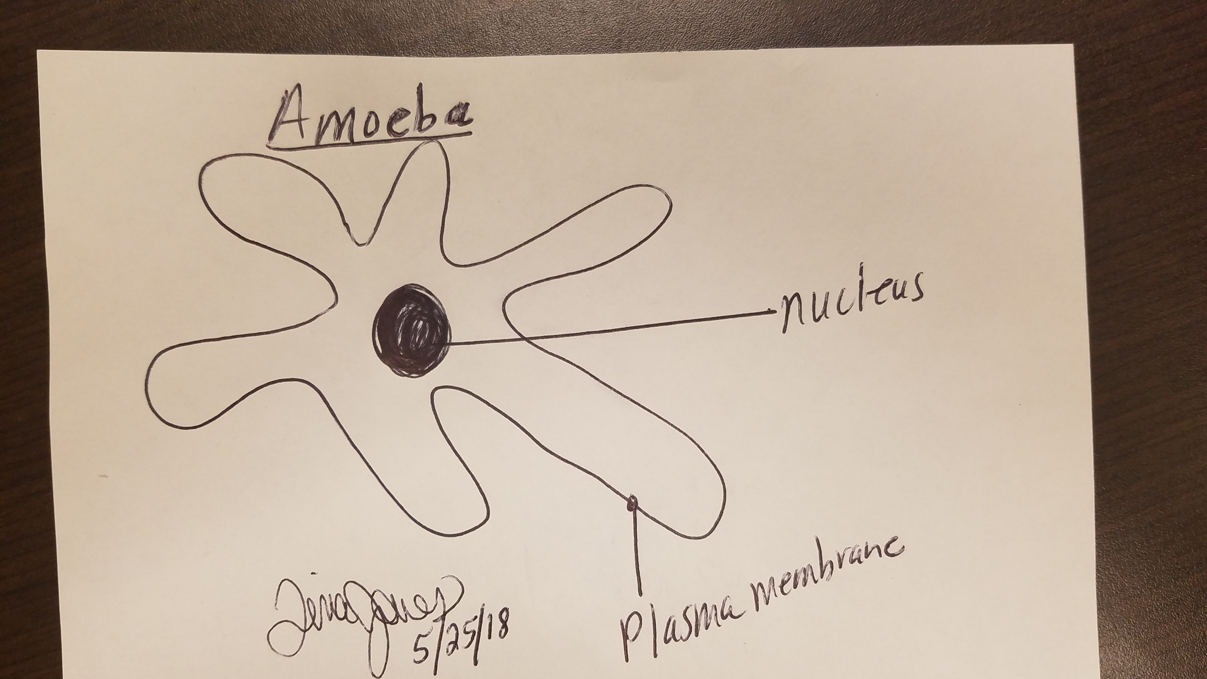 Signed, Dated and Labeled Sketch of an Amoeba
