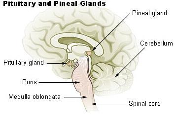 Illustration of the pituitary gland. Pituitary & Pineal Glands. SEER Training