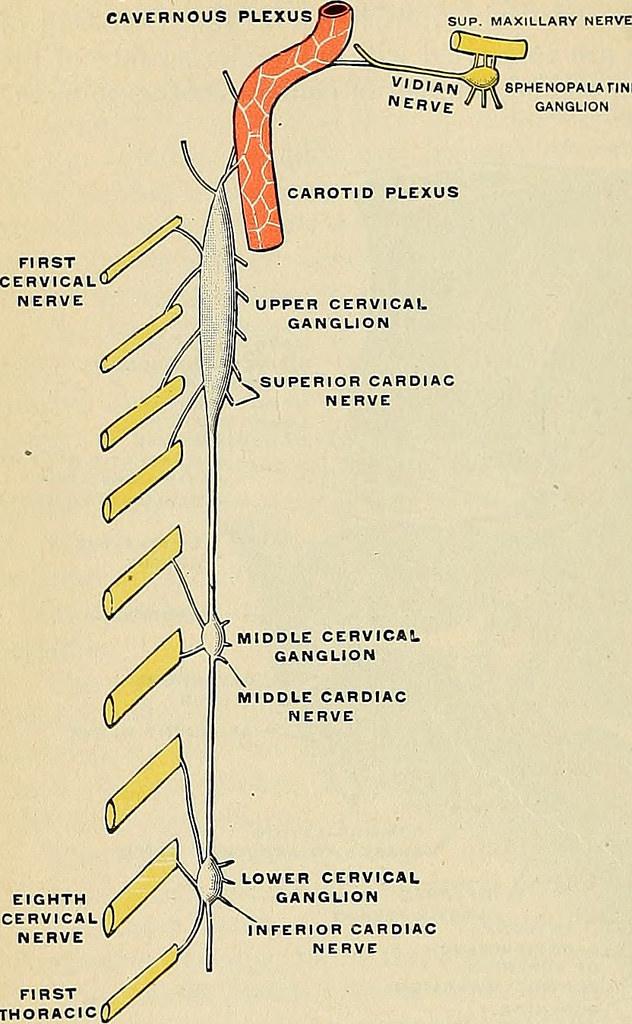 Anatomy of the SCG. Gray, H. (1913). Anatomy, descriptive and applied. Lea & Febiger.