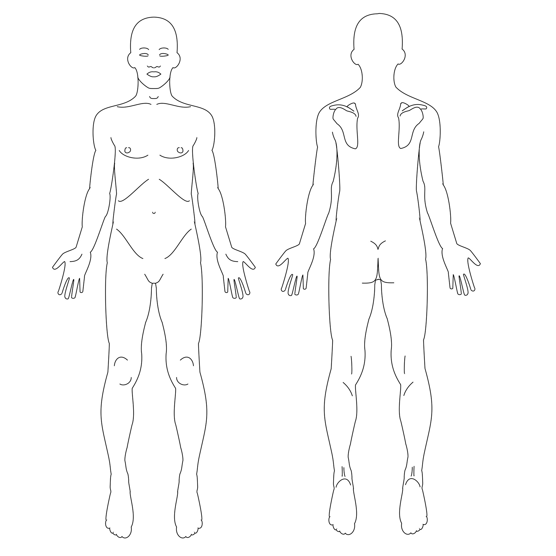 Licensed under CC0 https://www.maxpixel.net/Male-Fig-Anatomy-Human-Body-Males-1859518