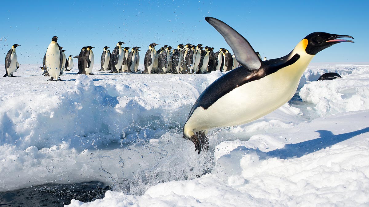 Photo of penguins on ice near open water.