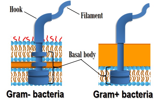 Flagella of Gram-positive and Gram-negative eubacteria
