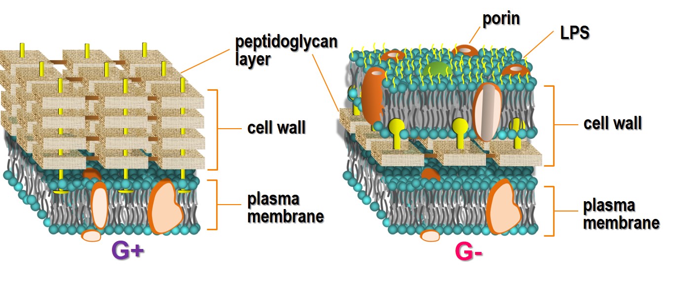 cell wall of Gram-positive and Gram-negative bacteria