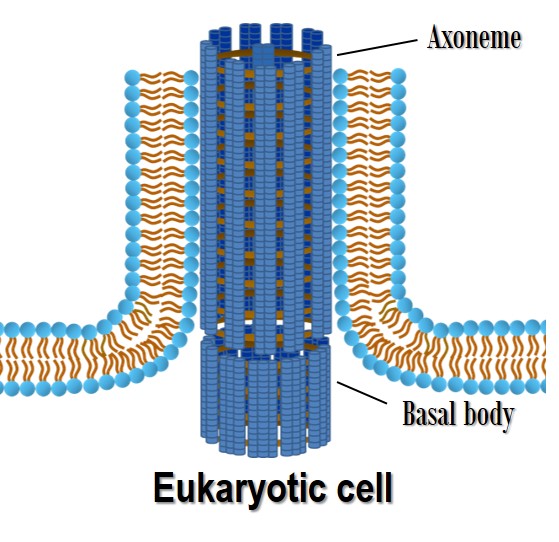 flagellum of a eukaryotic cell