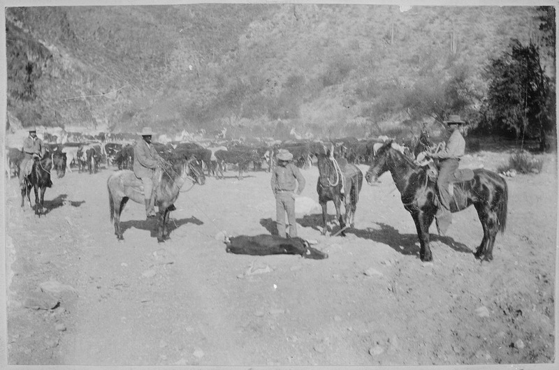 "Cattle Round Up." Close view of a steer downed for branding, ca. 1896--99, Arizona Territory. Author unknown (U.S. National Archives and Records Administration) [Public domain], via Wikimedia Commons