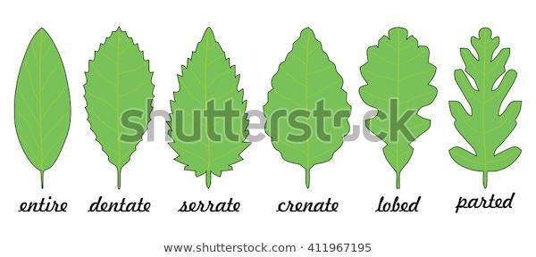 Leaf Margin Shapes Trees Stock Vector (Royalty Free) 411967195