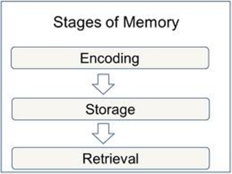 Stages of Memory