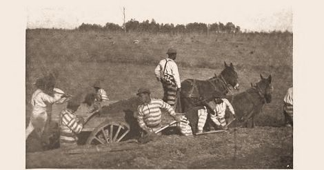 Prison chain-gang working on a road, with a horse and bugging nearby.
