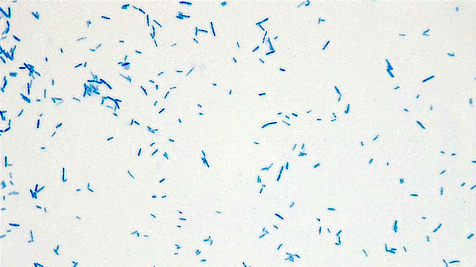White background with about 100 small, blue, rod-shaped Escherichia coli cells scattered across.