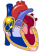 Corazón y su fisiología