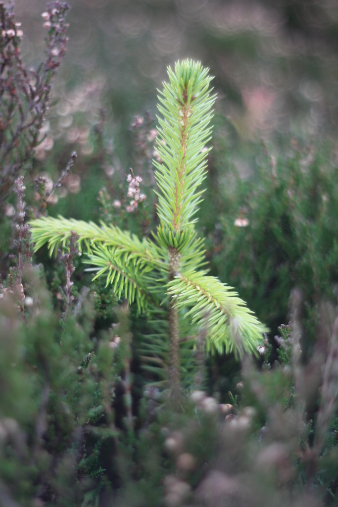 Tiny spruce sapling