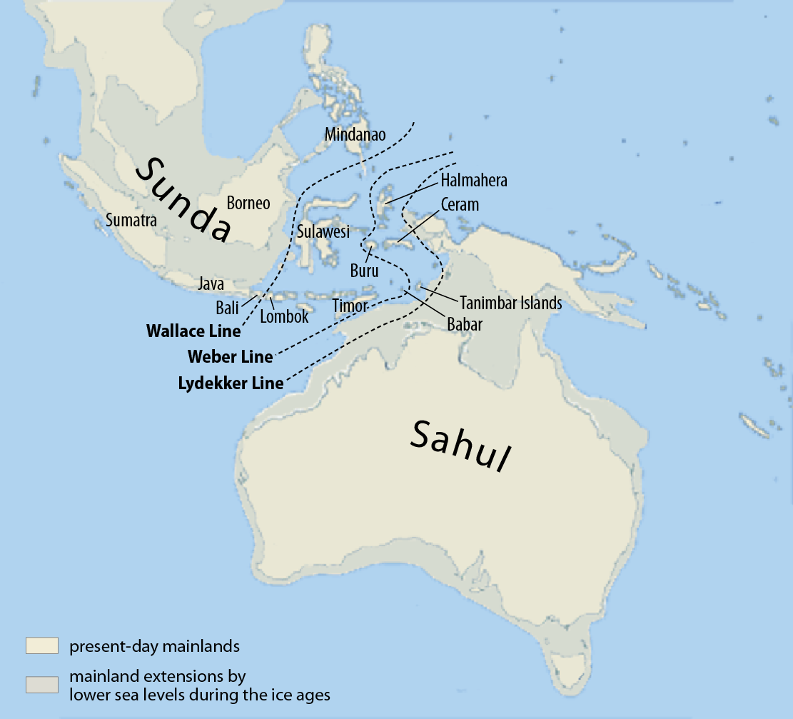 Map displaying the continental shelfs of the Sunda and Sahul during the Pleistocene Era. Present day Australia and Southeast Asia. Map shows routes taken by Aborigines to Australia from Southeast Asia.