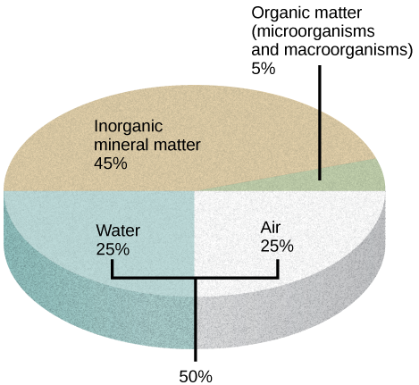  Illustration shows a pie graph that outlines the composition of soil. Forty-five percent is inorganic mineral matter, 25 percent is water, 25 percent is air, and 5 percent is organic matter, including microorganisms and macroorganisms. It is noted that water and air equally make up half of soil's composition.