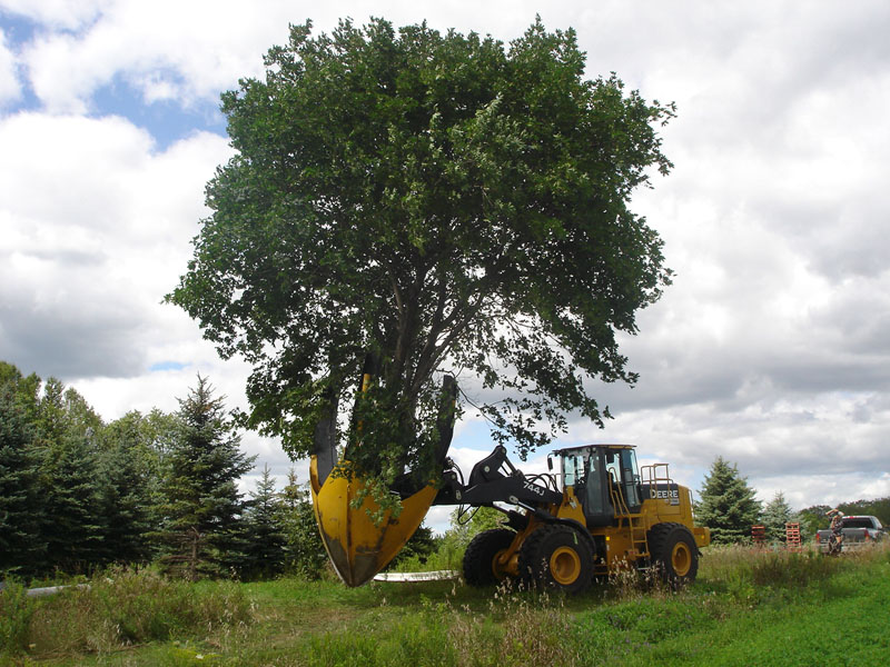 A mechanical spade lifts a mature field-grown tree for ball-and-burlap preparation
